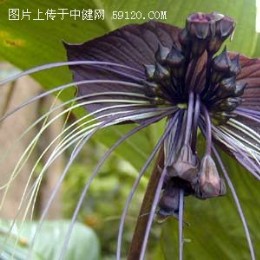 黑色的花瓣－老虎须