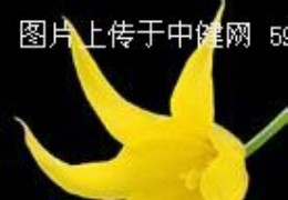 百合是公认的吉祥物