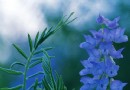 蓝色花卉欣赏