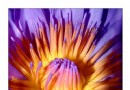 世界上最娇贵的花——睡火莲【组图】