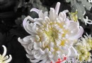 菊花欣赏