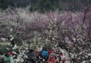 待到山花烂漫时她在丛中笑