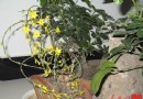 散文随笔·家里那棵迎春花