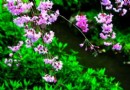 与樱花邂逅一段温柔的时光