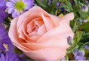 象征代表甜甜"初恋"的花卉