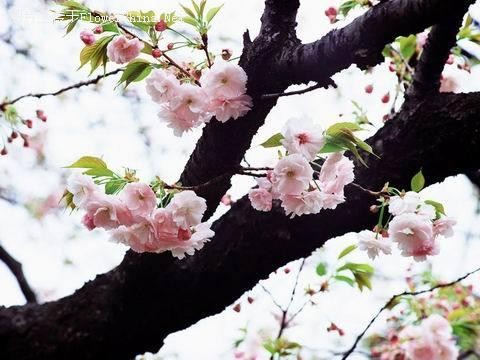 粉色烟霞 美在樱花旋舞时