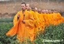 杭州“法净禅茶”开始采摘