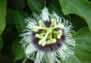 全球奇趣花卉大赏（图二）