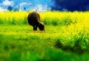 清明时节又见故乡的油菜花
