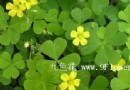 爱尔兰的国花——酢浆草