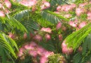绒花树（合欢树）生长特点