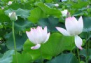 中国湘莲之乡湘潭的莲文化