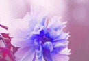 国色天香 花中之王的牡丹