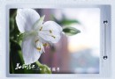 夏日花间记——白花紫露草