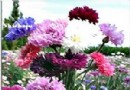 矢车菊的花语：细致、优雅