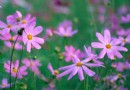 波斯菊的花语——少女的心