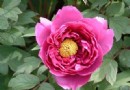 盘点世界各国国花各有芬芳