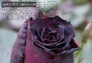 自然界植物花以“黑”为贵