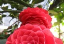 红色山茶花花语：天生丽质