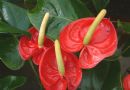 安祖花   红掌   火鹤花   花烛    红鹤芋