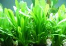 水兰   宽叶泽苔草   泽泻科泽