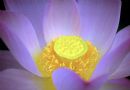 荷花   莲花  芙蕖  水芝  水芙蓉  莲