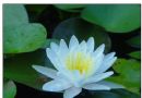 芙蓉莲