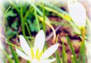 韭兰  韭莲   风雨花  花韭  菖蒲莲  韭叶水仙  赛香花  红菲菜花  木笔花