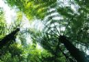 桫椤   树蕨  蕨树  水桫椤  刺桫椤  大贯众  龙骨风  七叶树