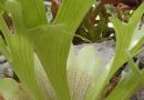 鹿角蕨   蝙蝠蕨  二叉鹿角蕨
