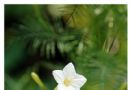 茑萝  茑萝松  游龙草  锦屏封  绕龙花