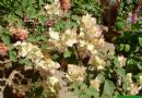 三角花   叶子花  九重葛  毛宝