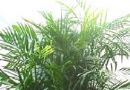 夏威夷椰子  竹茎玲珑椰子  竹榈