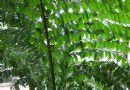 董棕  木董棕  孔雀椰