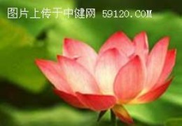 荷花－－花中仙子（2）