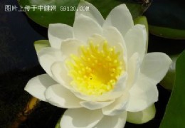 认识睡莲