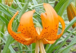 川百合