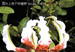 认识鹿子百合