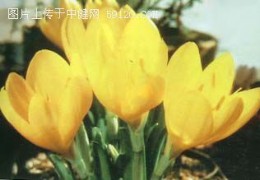 黄韭兰
