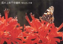 华贵艳丽的根希百合