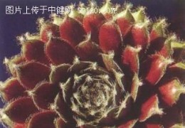 大红卷绢
