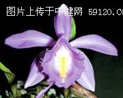 竹叶兰 Arundina