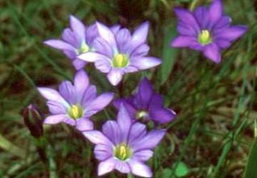阿里山龙胆