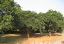 芳香浓绿的乡土植物—酸橙