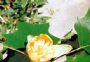 花艳叶奇优良树种杂交马褂