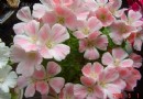 特色饰品：别春花（晚春锦）