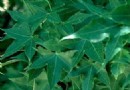 园艺百科：元宝枫繁殖管理