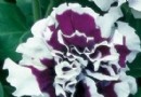矮牵牛介绍繁殖及管理方法