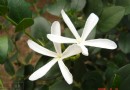 大花假虎刺(美国樱桃) 简介