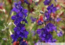 紫色飞燕草的生长习性特点
